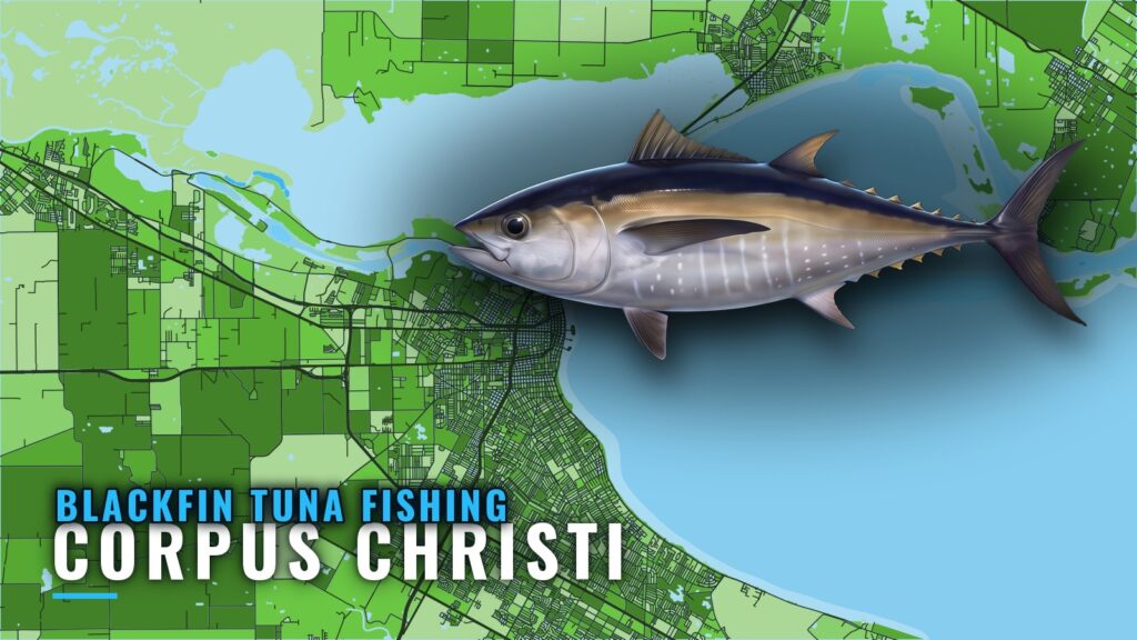 Blackfin Tuna Fishing Out of Corpus Christi: Where to Run