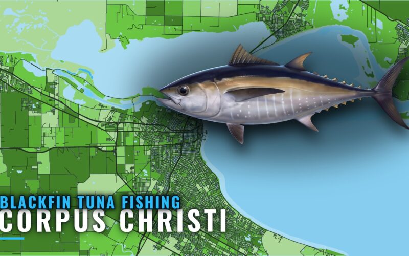 Blackfin Tuna Fishing Out of Corpus Christi: Where to Run