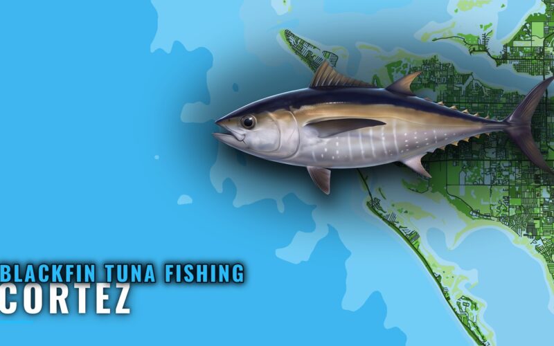 Blackfin Tuna Fishing Out of Cortez: Reefs and Bearings