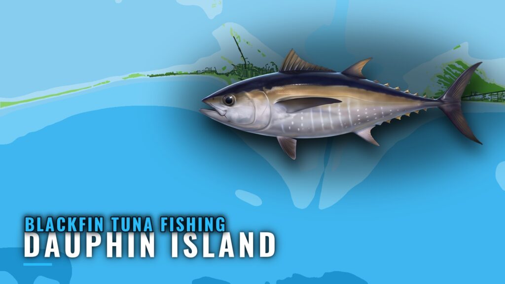 Blackfin Tuna Fishing Out of Dauphin Island, Alabama