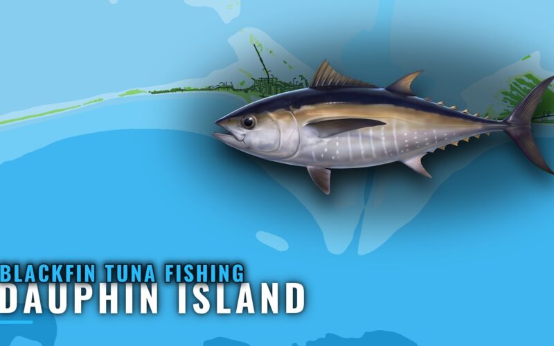 Blackfin Tuna Fishing Out of Dauphin Island, Alabama