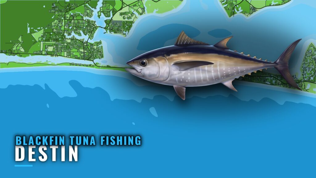 Blackfin Tuna Fishing Out of Destin: Grounds and Season