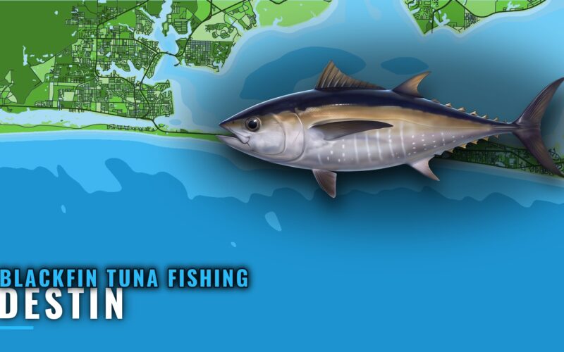 Blackfin Tuna Fishing Out of Destin: Grounds and Season