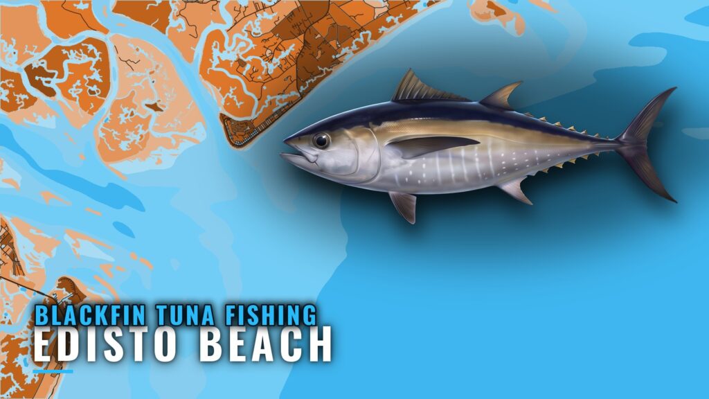 Blackfin Tuna Fishing Out of Edisto Beach: Ledge and Reefs