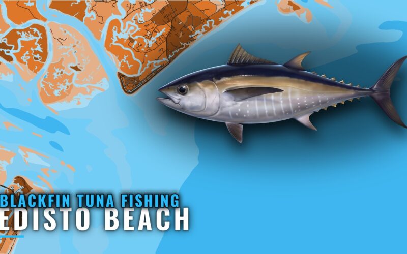 Blackfin Tuna Fishing Out of Edisto Beach: Ledge and Reefs