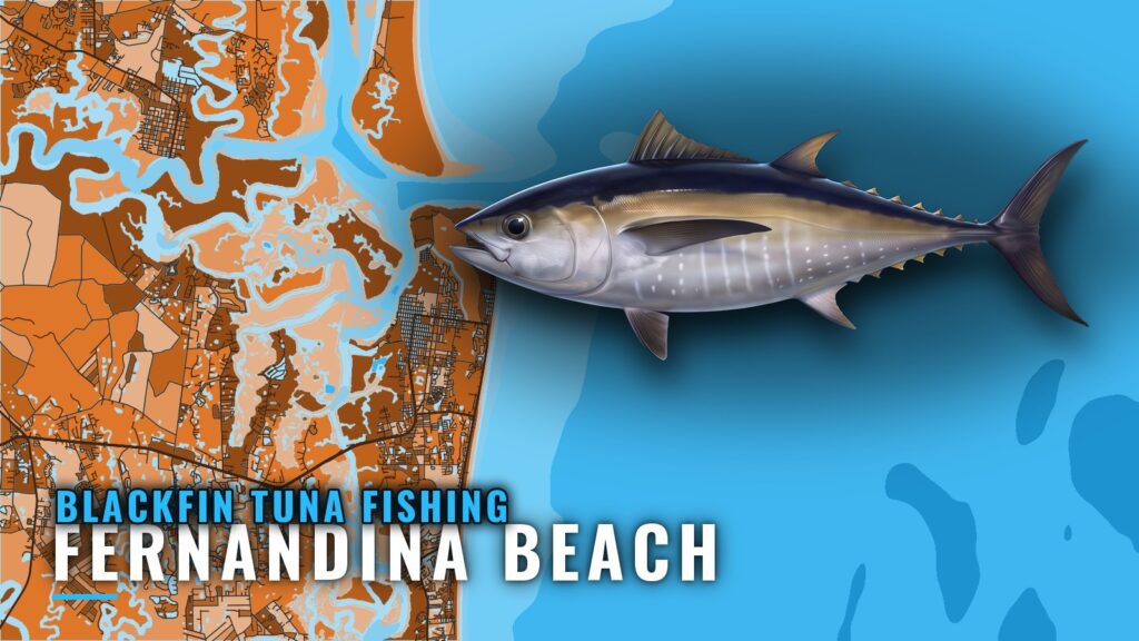 Blackfin Tuna Fishing Out of Fernandina Beach: Where to Run