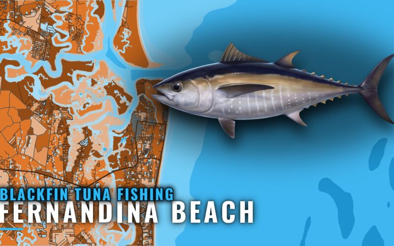 Blackfin Tuna Fishing Out of Fernandina Beach: Where to Run