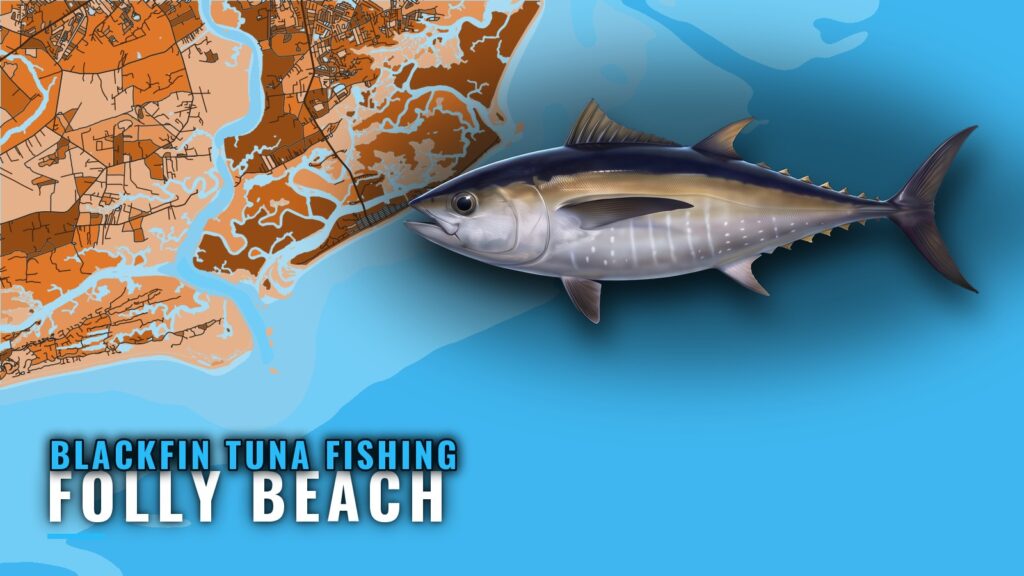 Blackfin Tuna Fishing Out of Folly Beach: Where to Run