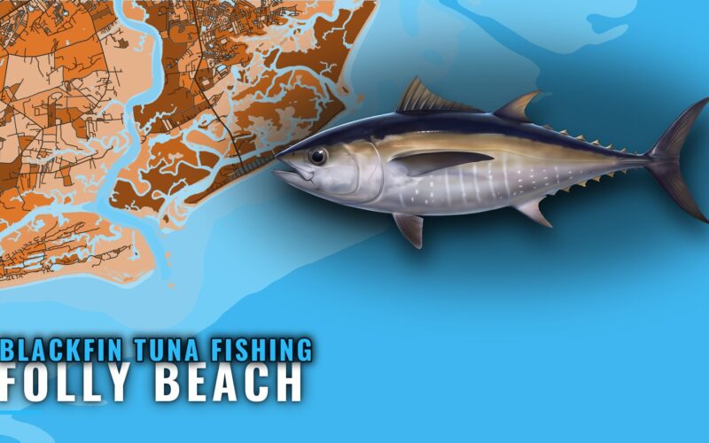 Blackfin Tuna Fishing Out of Folly Beach: Where to Run