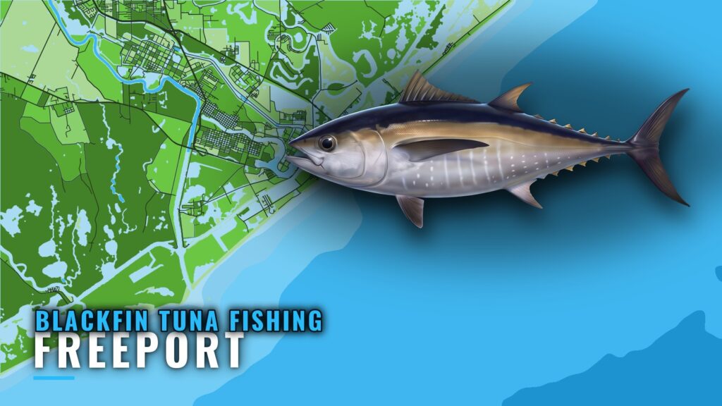 Blackfin Tuna Fishing Out of Freeport: Season, Run, Grounds