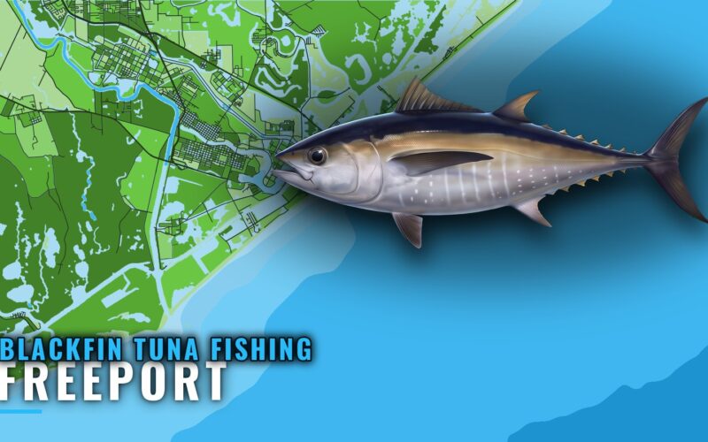 Blackfin Tuna Fishing Out of Freeport: Season, Run, Grounds