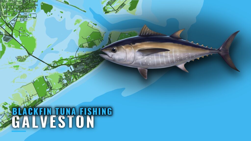 Blackfin Tuna Fishing Out of Galveston: Rigs, Runs, Season