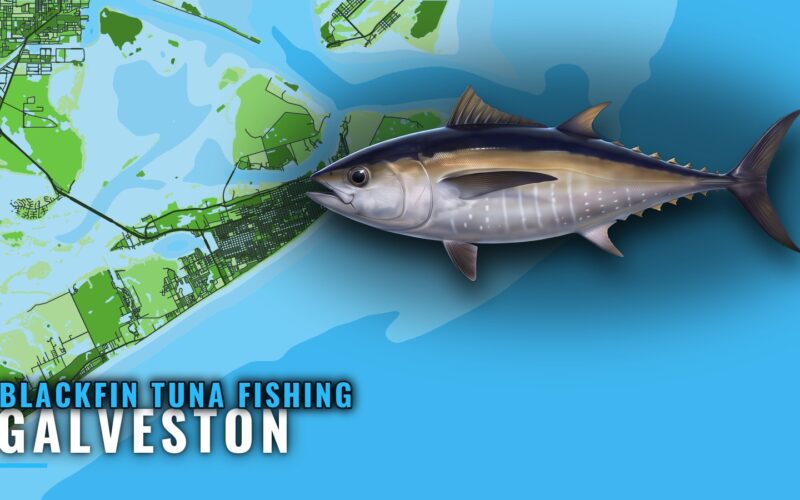Blackfin Tuna Fishing Out of Galveston: Rigs, Runs, Season