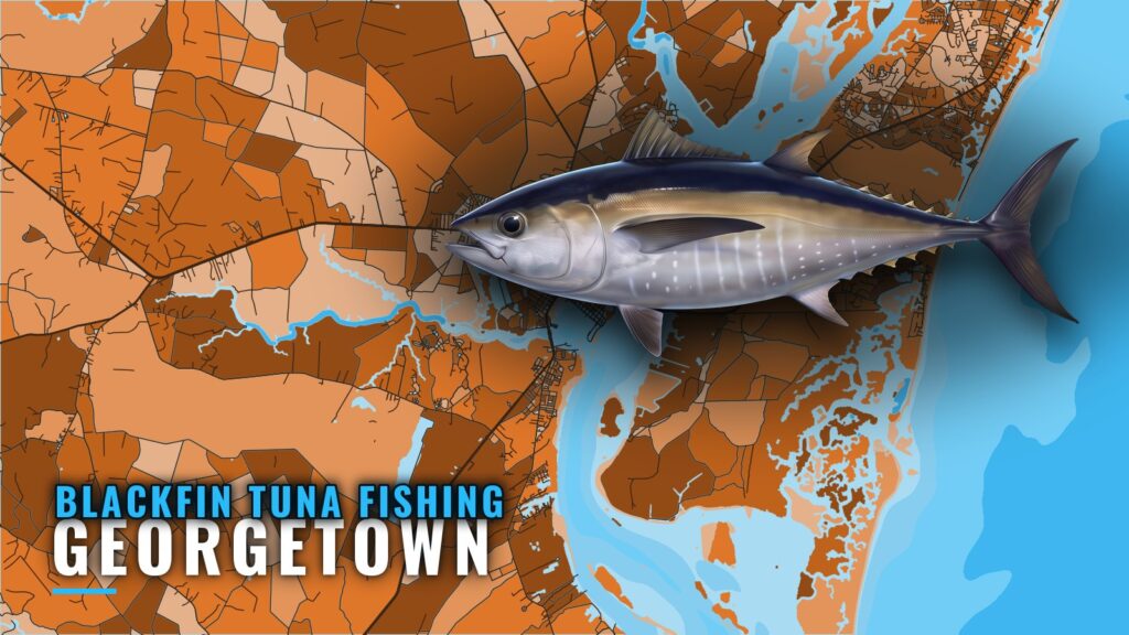 Blackfin Tuna Fishing Out of Georgetown: Season and Reefs