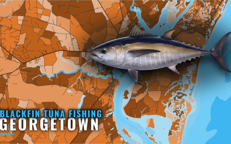 Blackfin Tuna Fishing Out of Georgetown: Season and Reefs
