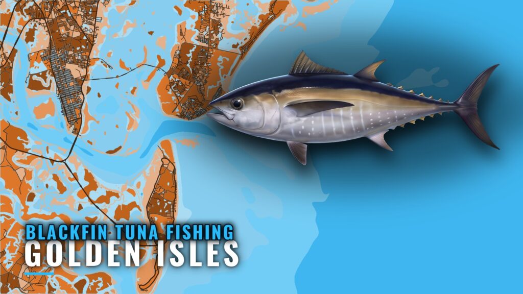 Blackfin Tuna Fishing out of Golden Isles: Runs and Grounds