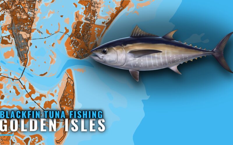 Blackfin Tuna Fishing out of Golden Isles: Runs and Grounds