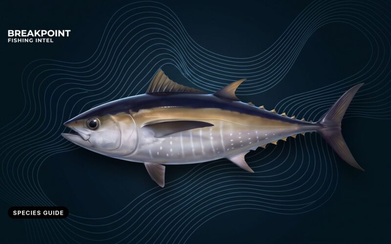 Blackfin Tuna Fishing Guide: ID, Methods and Rules