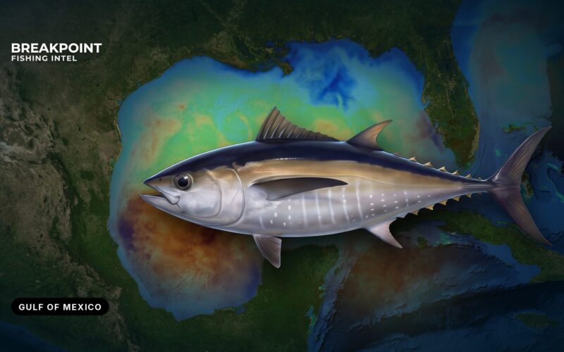 Blackfin Tuna Fishing in the Gulf of Mexico: Where and How