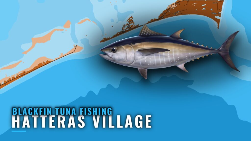 Blackfin Tuna Fishing Out of Hatteras Village, NC