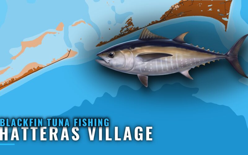 Blackfin Tuna Fishing Out of Hatteras Village, NC