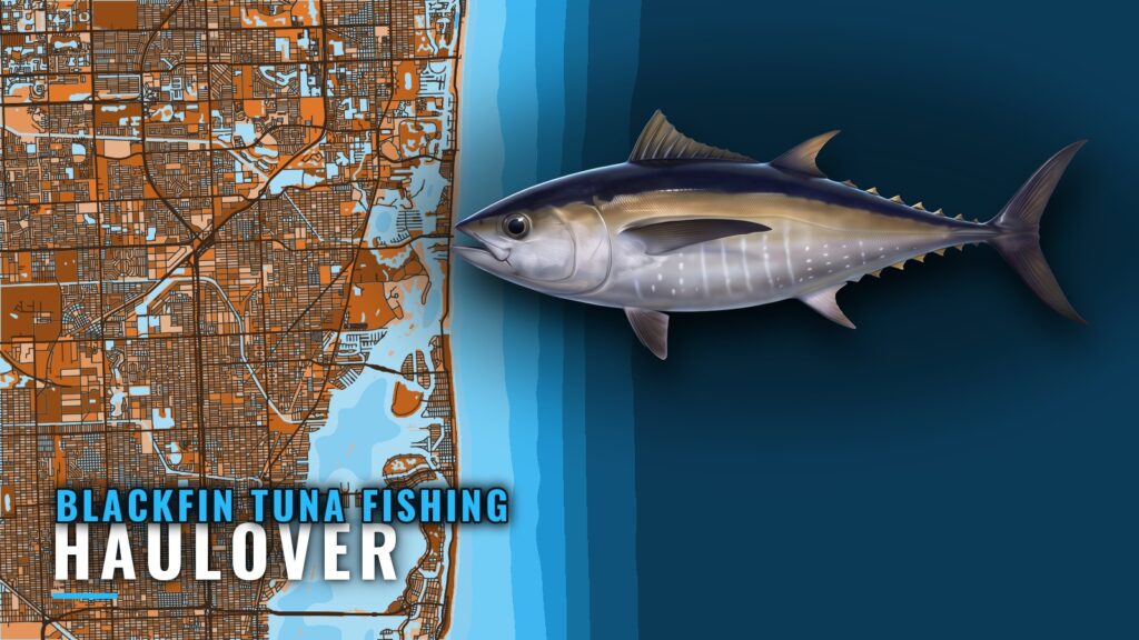 Blackfin Tuna Fishing Out of Haulover: Runs, Reefs, Boats