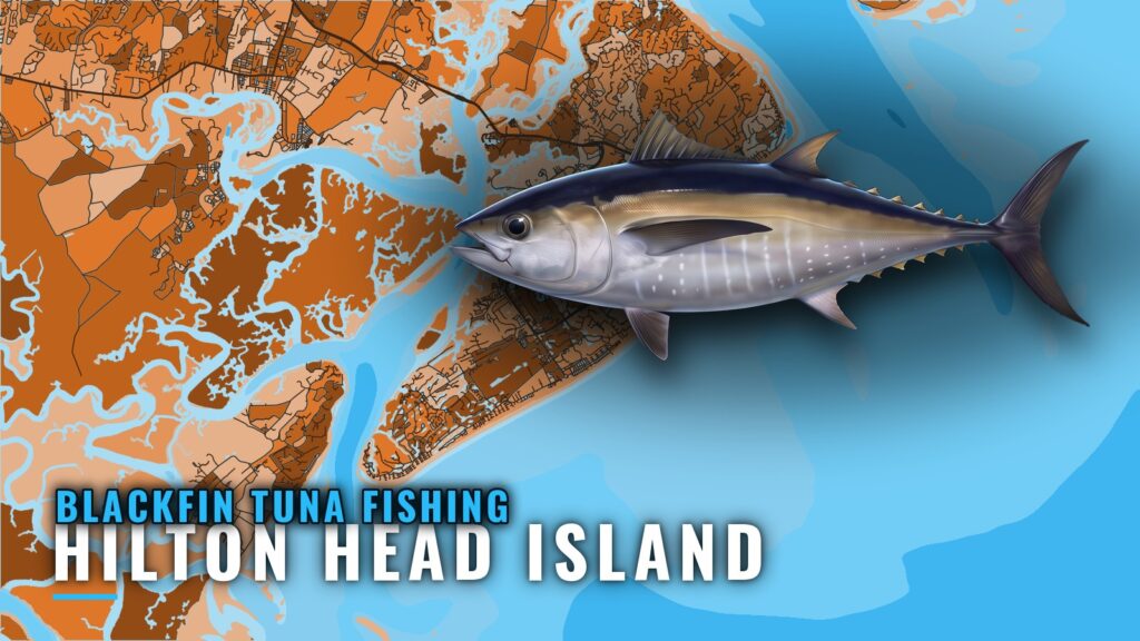 Blackfin tuna fishing out of Hilton Head Island, SC
