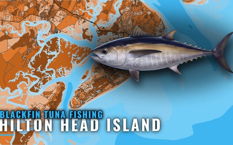 Blackfin tuna fishing out of Hilton Head Island, SC
