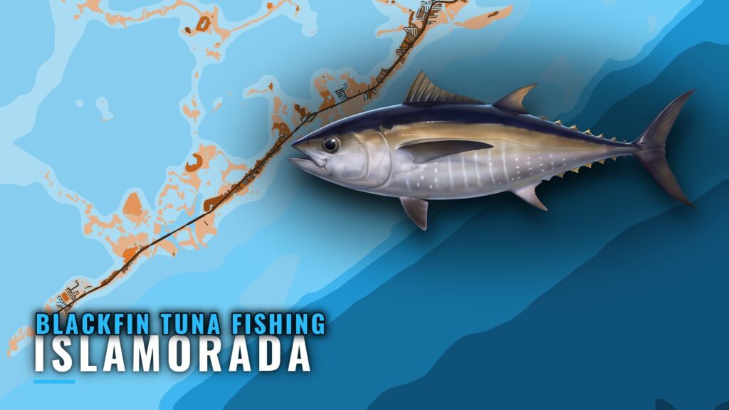 Blackfin Tuna Fishing Out of Islamorada: The Hump Guide