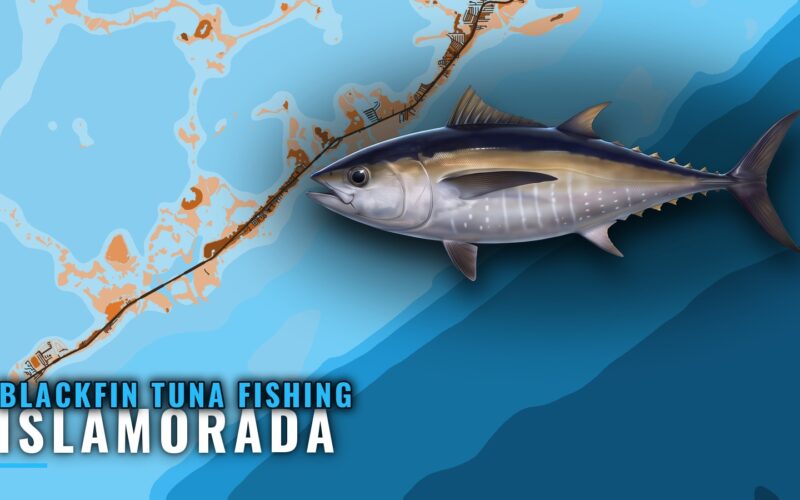 Blackfin Tuna Fishing Out of Islamorada: The Hump Guide