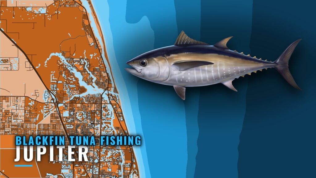 Blackfin Tuna Fishing Out of Jupiter: Grounds and Depths
