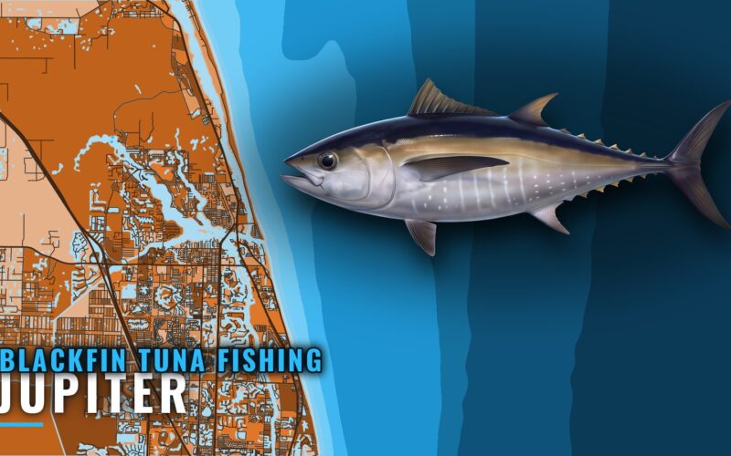 Blackfin Tuna Fishing Out of Jupiter: Grounds and Depths