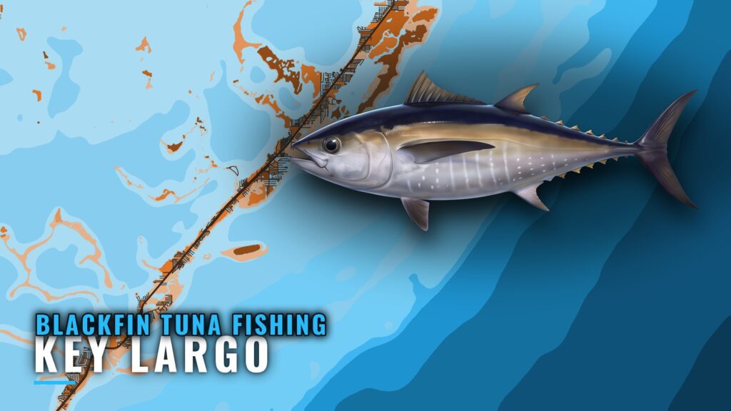Blackfin Tuna Fishing Out of Key Largo: Wrecks and Depths