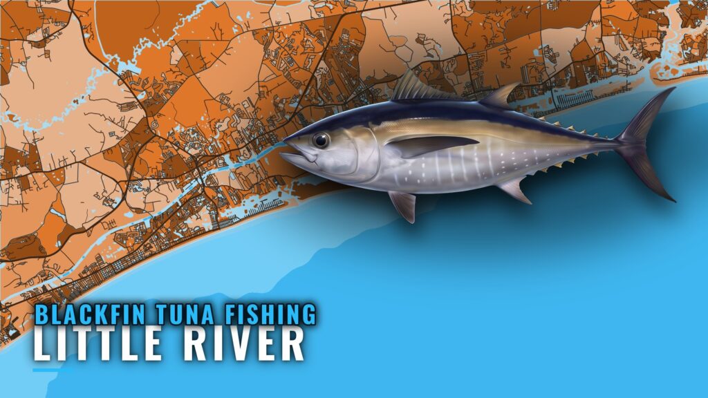 Blackfin tuna fishing out of Little River: ledges and runs