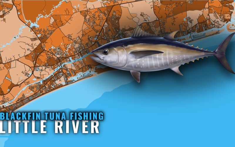 Blackfin tuna fishing out of Little River: ledges and runs