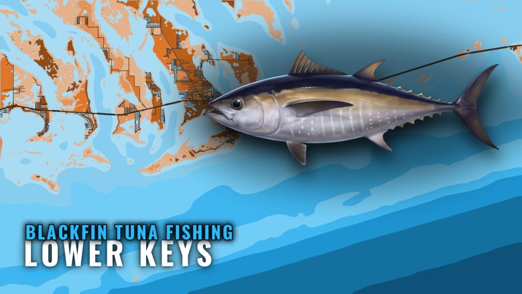 Blackfin Tuna Fishing Out of Lower Keys: Grounds and Runs