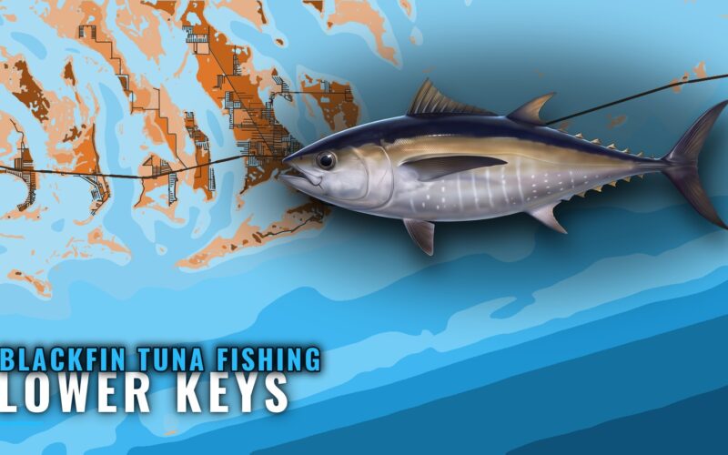 Blackfin Tuna Fishing Out of Lower Keys: Grounds and Runs