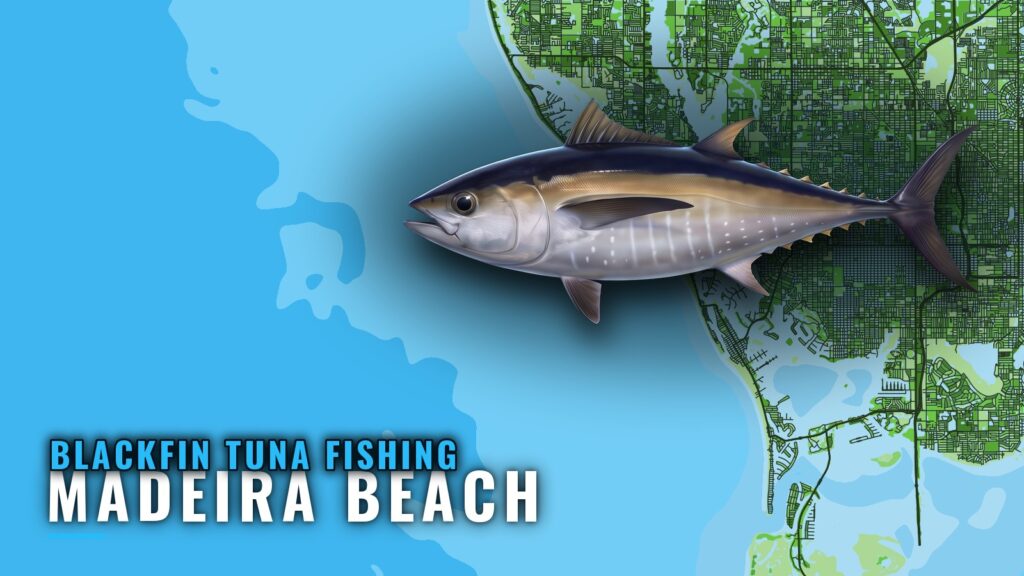 Blackfin Tuna Fishing Out of Madeira Beach: Where and How