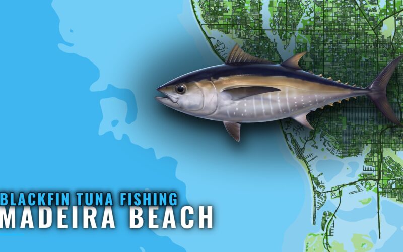 Blackfin Tuna Fishing Out of Madeira Beach: Where and How