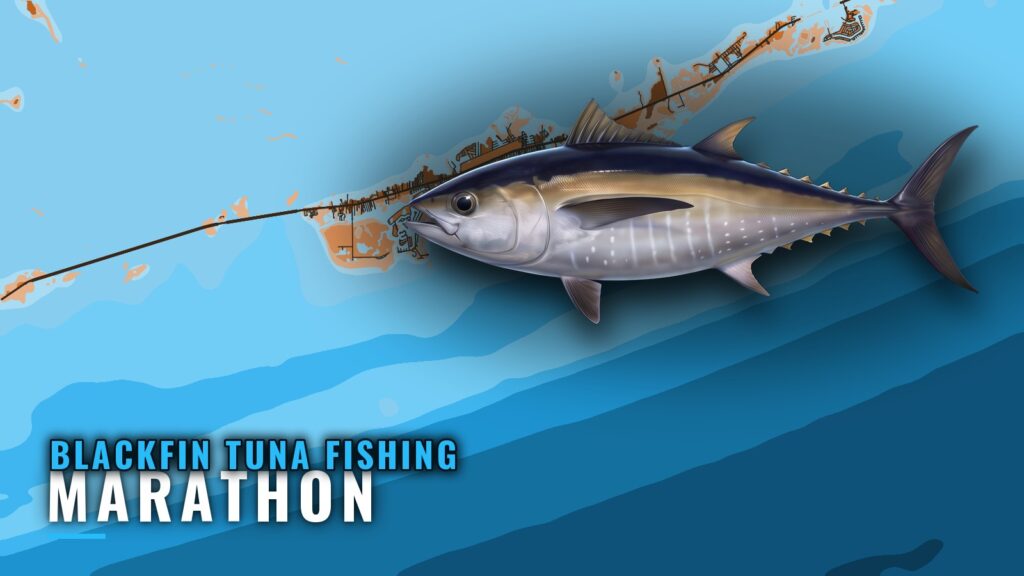 Blackfin Tuna Fishing Out of Marathon: Grounds and Methods