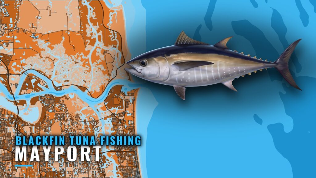 Blackfin Tuna Fishing Out of Mayport: Where Boats Run