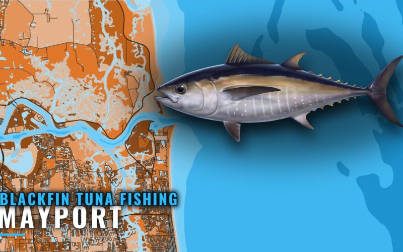 Blackfin Tuna Fishing Out of Mayport: Where Boats Run