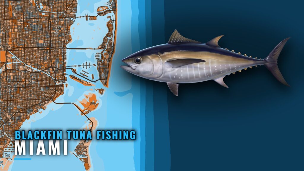 Blackfin Tuna Fishing Out of Miami: Season, Grounds, Boats