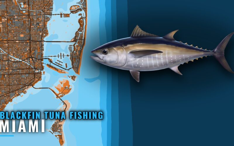 Blackfin Tuna Fishing Out of Miami: Season, Grounds, Boats