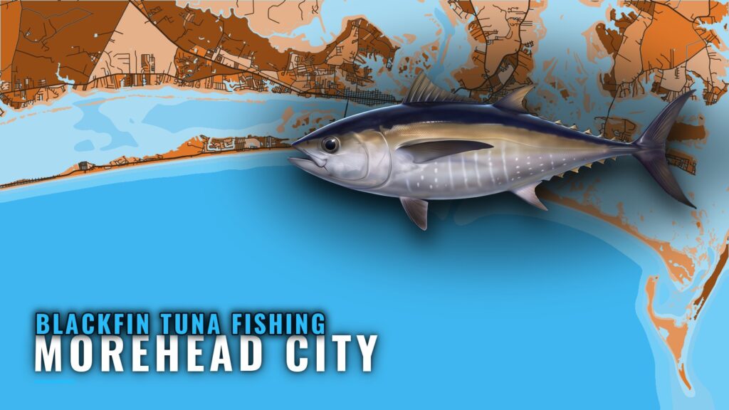 Blackfin Tuna Fishing Out of Morehead City: Reefs and Runs