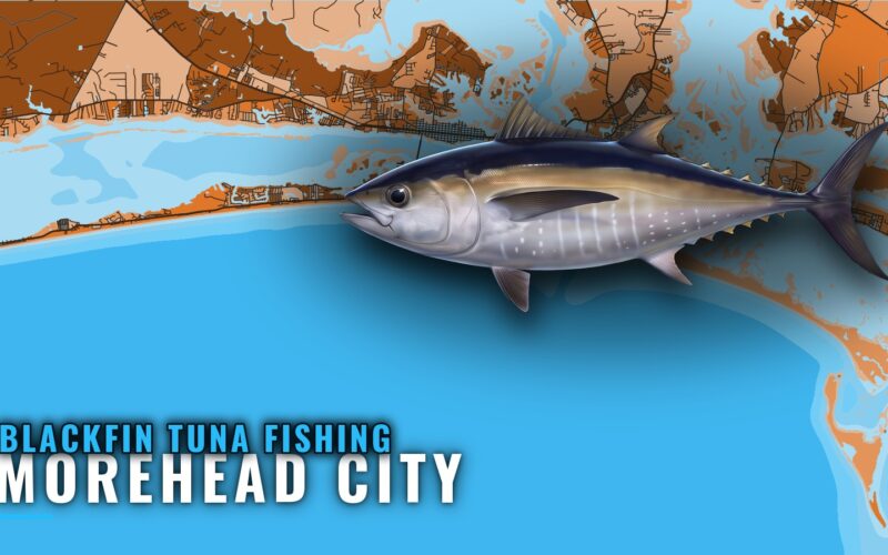 Blackfin Tuna Fishing Out of Morehead City: Reefs and Runs