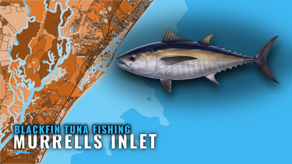 Blackfin Tuna Fishing Out of Murrells Inlet: Run and Ledges