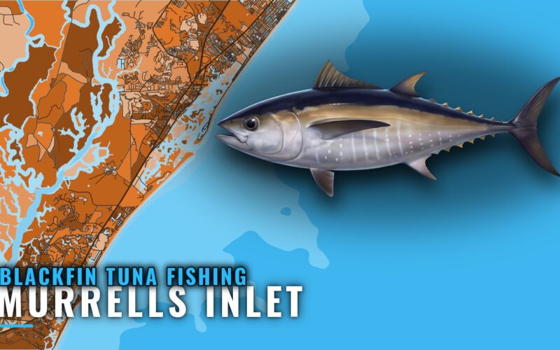 Blackfin Tuna Fishing Out of Murrells Inlet: Run and Ledges
