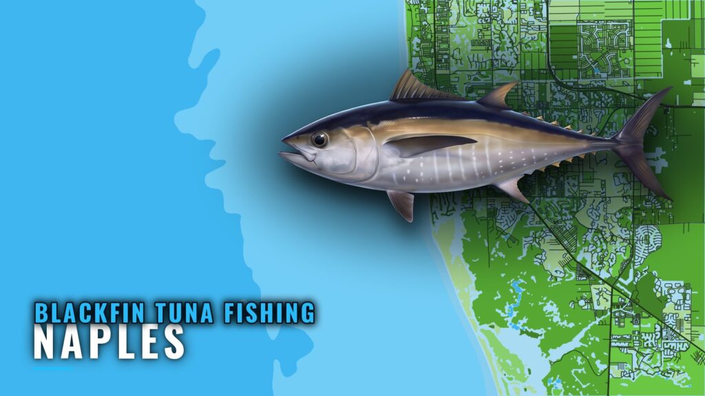 Blackfin Tuna Fishing Out of Naples: Range and Structure