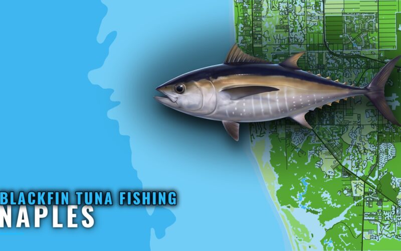 Blackfin Tuna Fishing Out of Naples: Range and Structure